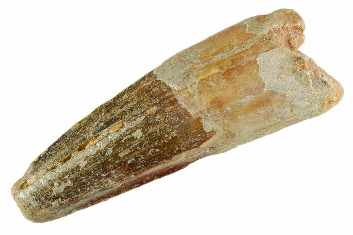 Fossil Spinosaurus Tooth - Feeding Worn Tip #347179